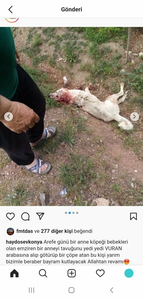 sadecehayvanlar's tweet photo. Dün Konya'da gerçekleşen olayla ilgili yapılan tek bilgilendirme bu arkadaşlar,bebekler bulunursa dernek tarafından alınacak,konya Barosu da takipte umarım en kısa sürede ceza alır 🙏 https://t.co/jJgoBfoknu