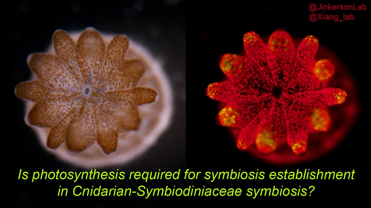Robert Jinkerson (@jinkersonlab) on Twitter photo Our new paper “Cnidarian-Symbiodiniaceae symbiosis establishment is independent of photosynthesis” is out <a href="/CurrentBiology/">Current Biology</a>.Using dark/DCMU/Breviolum mutants(!) we show how photosynthesis impacts symbiosis establishment in anemones, coral, and jellyfish doi.org/10.1016/j.cub.… 👇/1 Our new paper “Cnidarian-Symbiodiniaceae symbiosis establishment is independent of photosynthesis” is out <a href="/CurrentBiology/">Current Biology</a>.Using dark/DCMU/Breviolum mutants(!) we show how photosynthesis impacts symbiosis establishment in anemones, coral, and jellyfish doi.org/10.1016/j.cub.… 👇/1