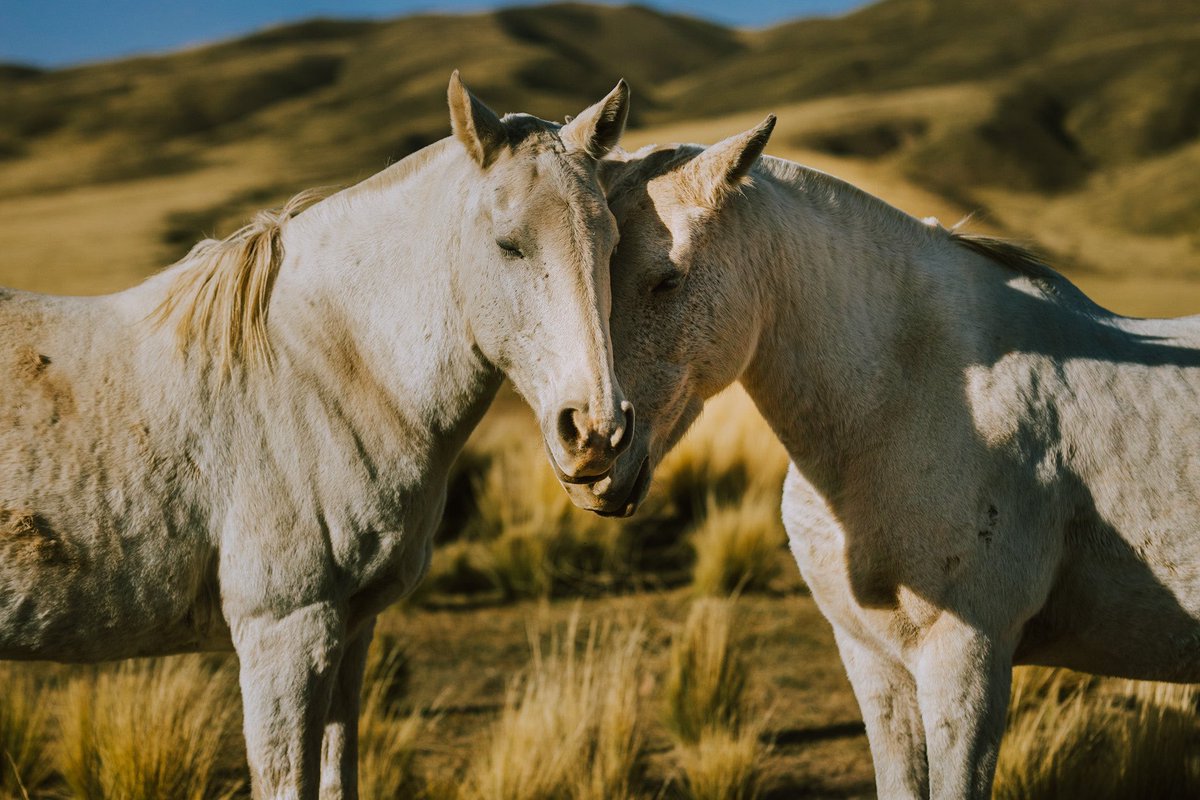 Santiago Vellini tweet media