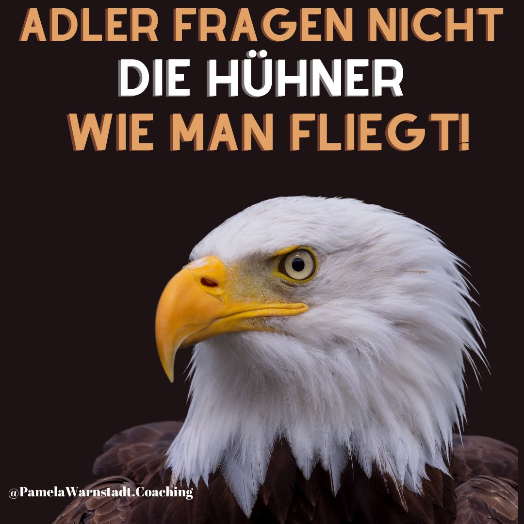 PamelaWarnstadt's tweet image. Adler fragen nicht die Hühner wie man fliegt!

#erfolgistkeinglück #erfolgreich