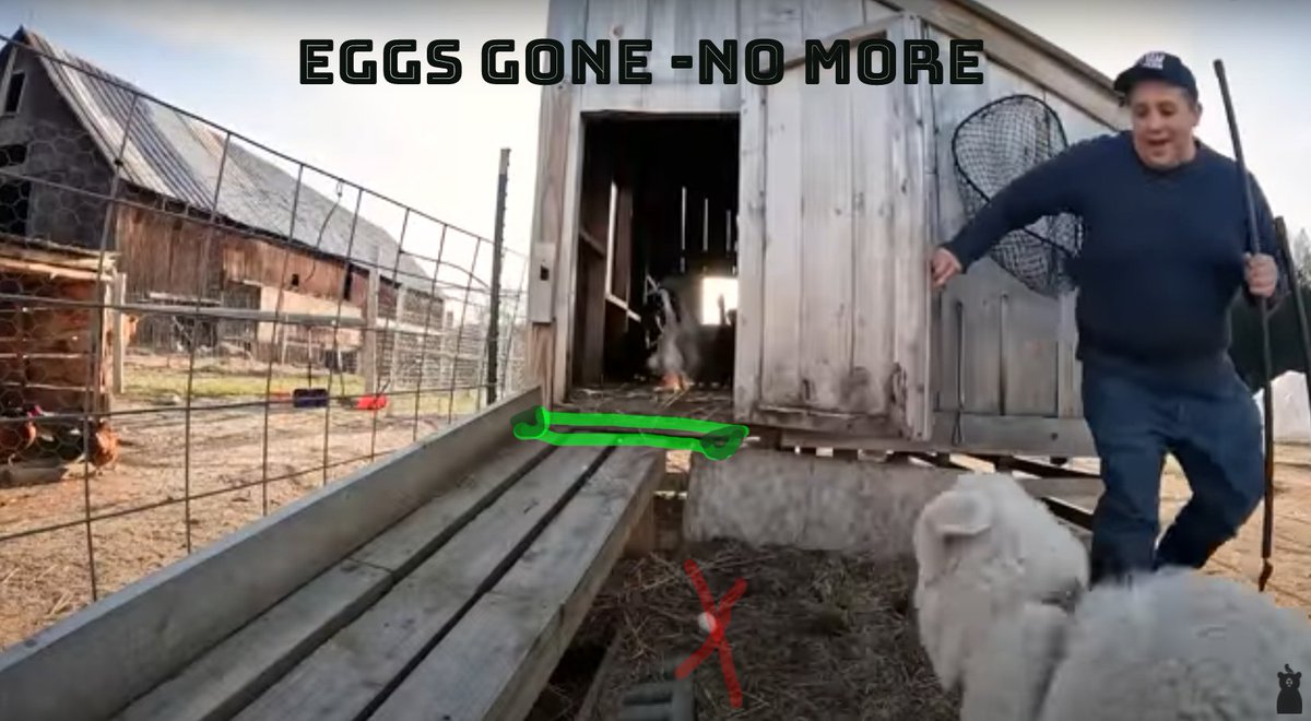 thatrasmur's tweet photo. @GoldShawFarm  #goldshawfarm  No more wasted eggs! After seeing so many eggs fall out of the duck house, have a  half pipe just under the door to collect the eggs! Either half pipe or a chute ingeniously designed. Wide enough to catch eggs, but not ducks! https://t.co/aY2jnaRmsb