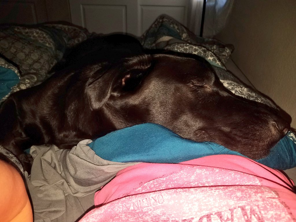 DailyDoggoNews's tweet photo. Who feels guilty for getting out of bed when this happens?

#DogsofTwittter #labrador #dailydoggo #sleeping #dogs #doggy https://t.co/J6gn7wbhIo