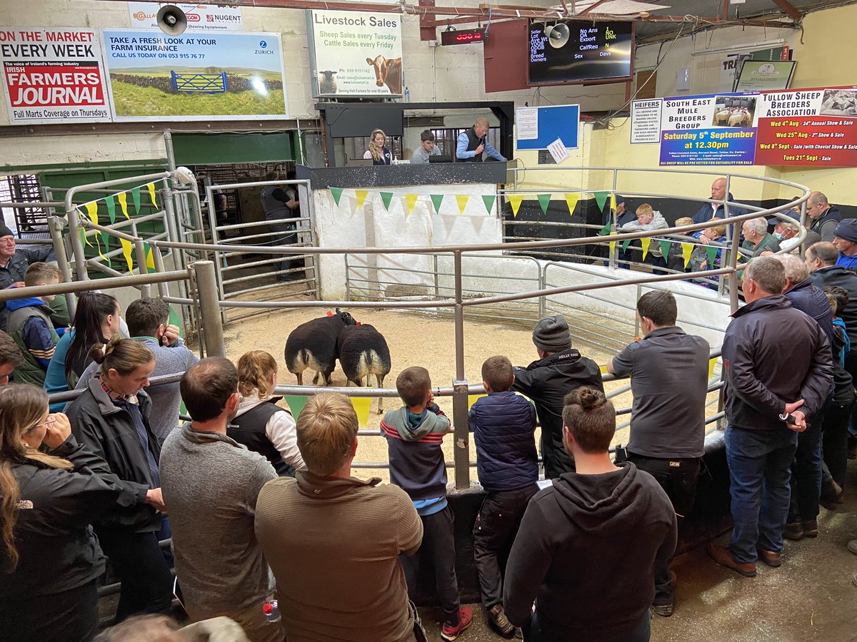 EllenDevitt's tweet photo. Ringside at the inaugural Summer Spectacular sale in Tullow mart this evening. 46 lots of top quality pedigree Dutch Spotted, Badger Texel, Blue Texel and Valais Blacknose sheep on offer. Report in this week’s paper. @farmersjournal @FJ_Pedigree https://t.co/pVrl7vv7lk