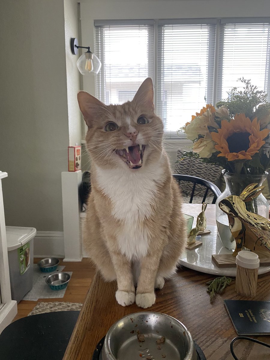 report_creatur3's tweet photo. When it has been 2+ hours since someone last filled your food bowl. #creaturereport #NWdispatch https://t.co/mCQ6Qif7CF