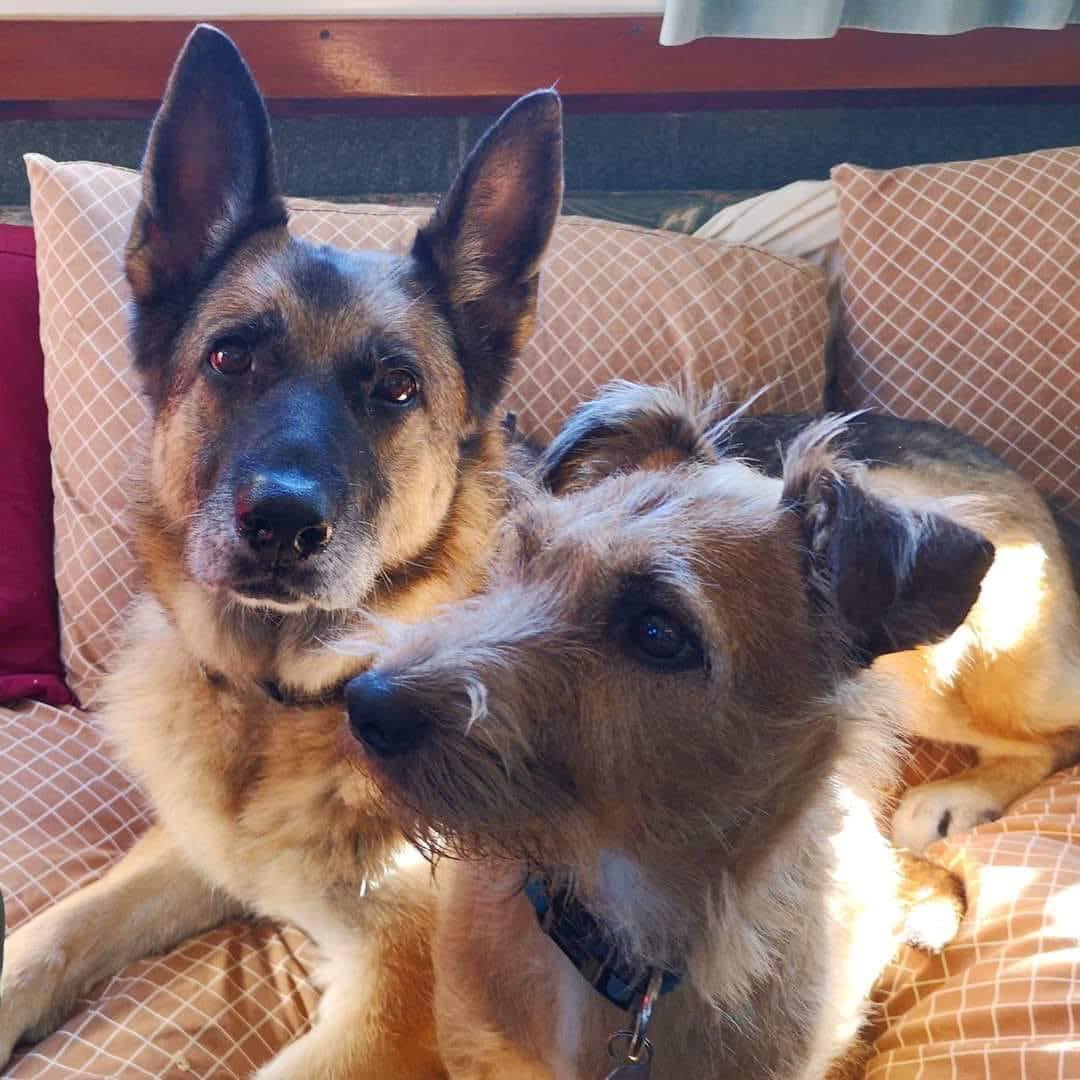 We are so sorry to tell you that RPD Lady went to sleep for last time this weekend, she’d suffered a few stokes &amp; her family decided it was time to let her go. 😢

Lady was a GP &amp; drugs dog with great trials success, she was a star. 

All our love to her family &amp; Steve

RIP 💖🐾