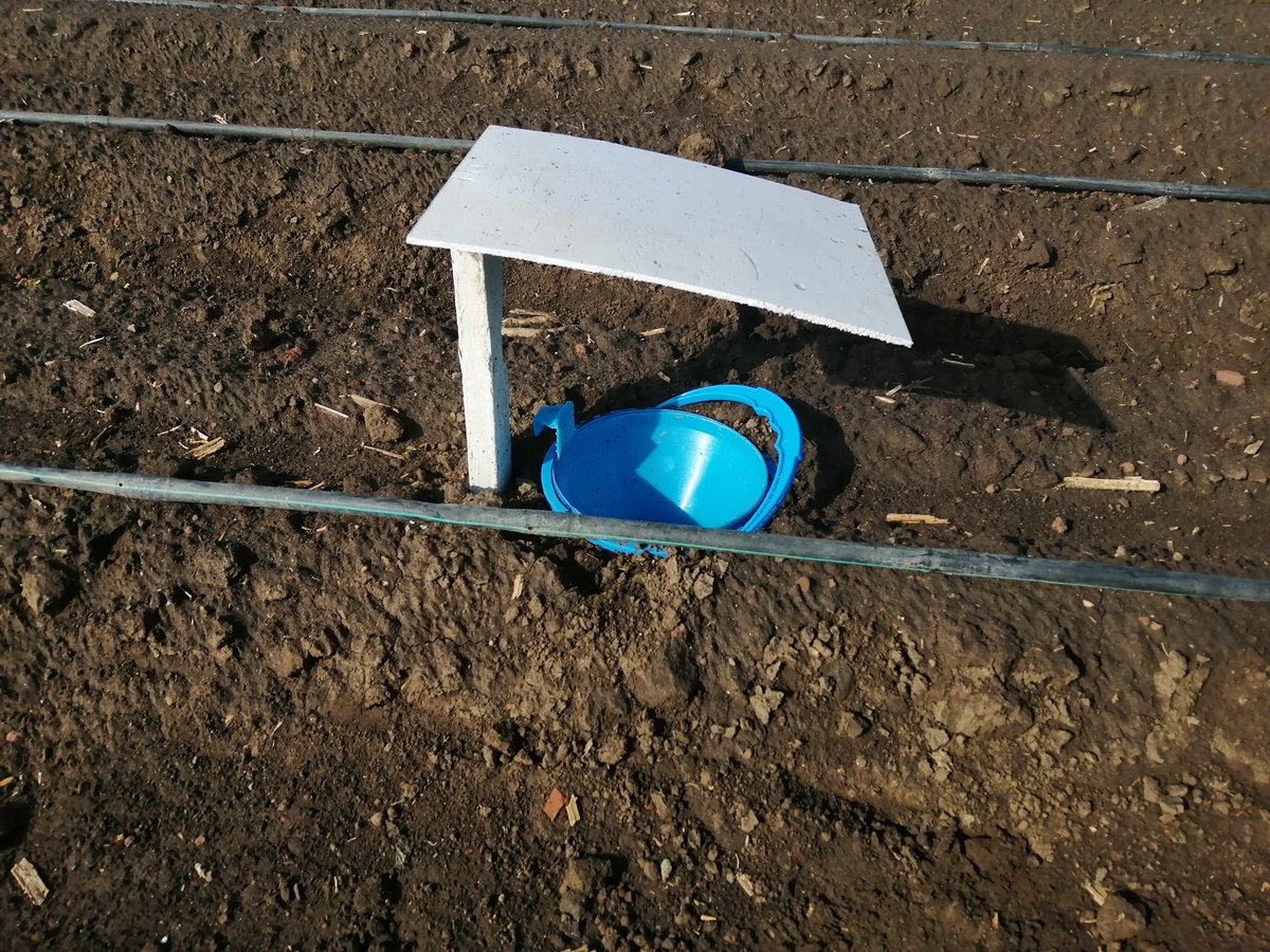 Primeros resultados de nuestro ensayo con @LivinGro_ sobre el efecto de un borde de flores en campo de maíz.

Capturas con trampas pitfall en el borde (distancia 0) mucho mayor que en maíz, entonces una mayor biodiversidad de insectos sobre el suelo adentro del borde.