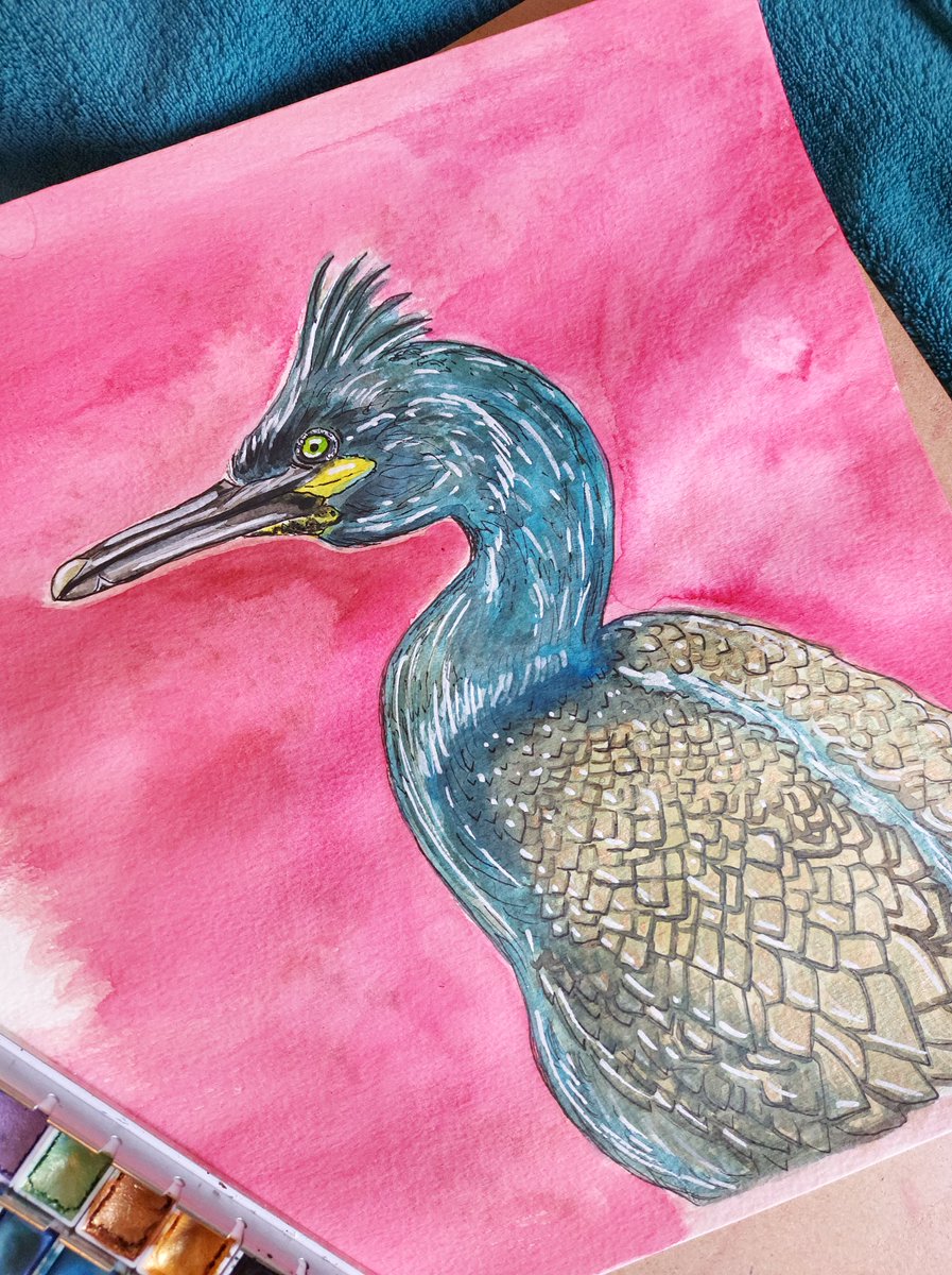 Some bank holiday down time inspired by a gorgeous photo from <a href="/Lucy_Lapwing/">Lucy Lapwing</a> 📸 and a new found appreciation for seabirds thanks to our recent @MarineVertsMSc boat trips 🌊🖌️ Maybe a side project painting Isles of Scilly Seabirds?! 🤔😍 #shag #seabirds #scicomm #IslesofScilly