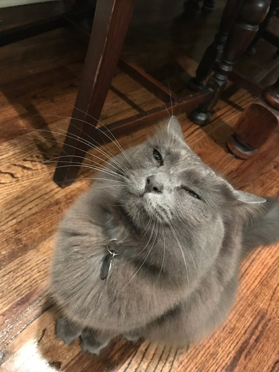 madeemiller's tweet photo. @jessicabrode @the_museumfolk I second Drop Dead Gorgeous, but here is a picture of my cat onion crying. https://t.co/UDT4pFbY1i