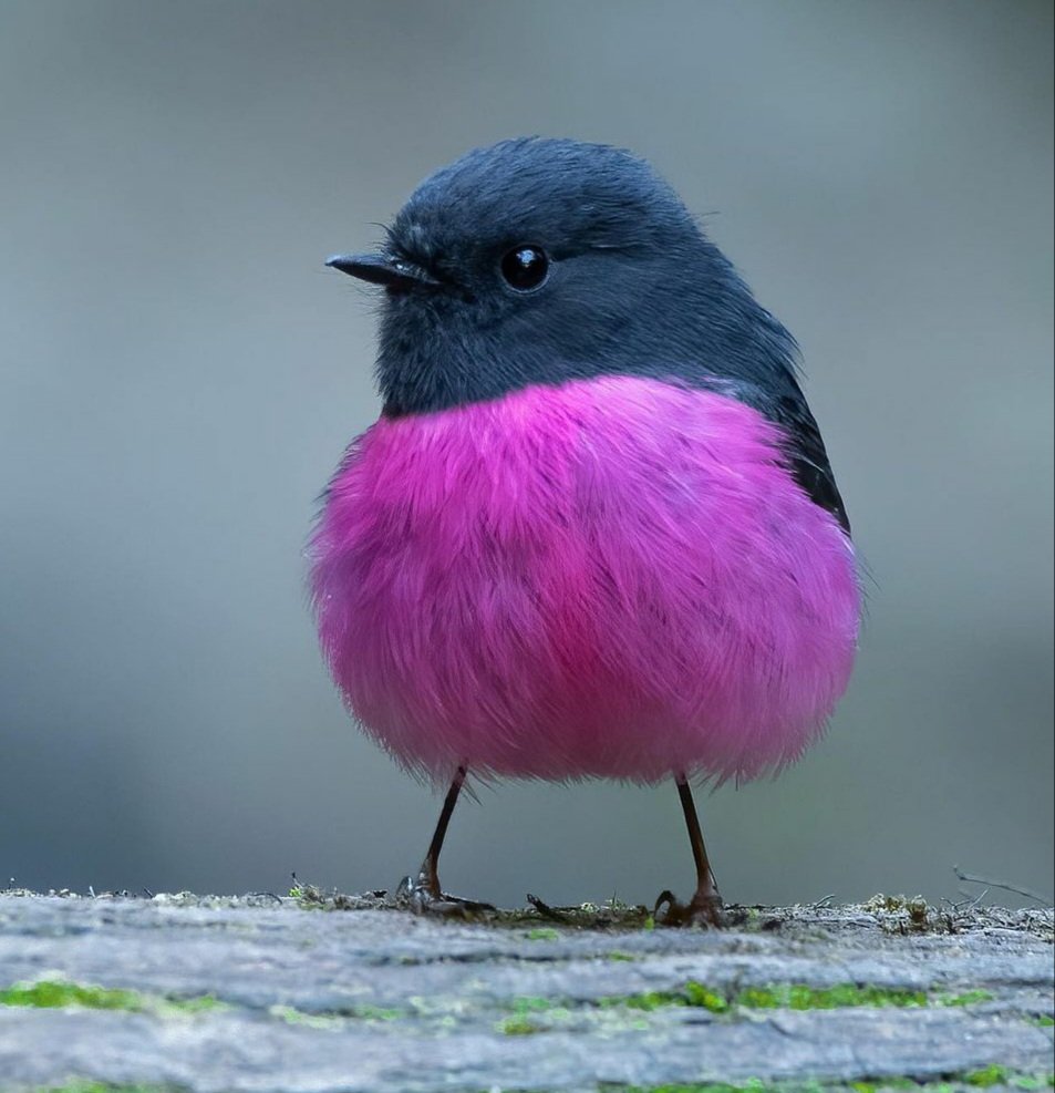 💜🖤💜
#bird #photography #nature https://t.co/rNKWo1t7Zq