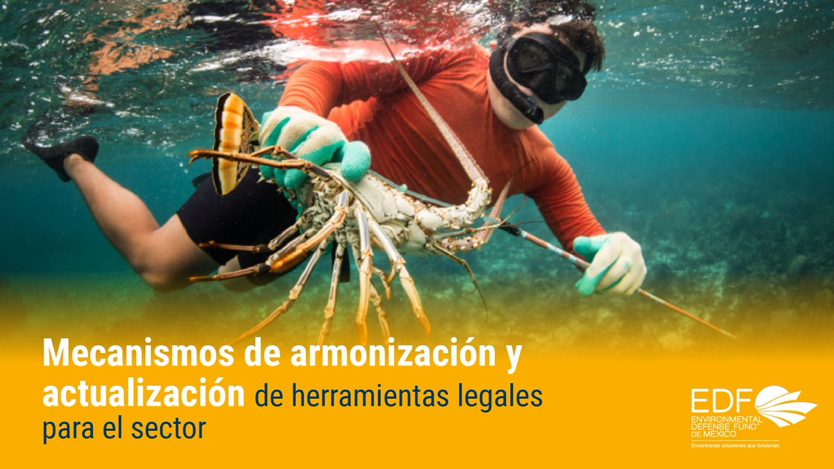 Para fortalecer la adaptación de las pesquerías mexicanas a los efectos del #CambioClimático es necesario armonizar y actualizar las herramientas legales de los estados y la Federación. Conoce más: bit.ly/PolicyPaperEDF