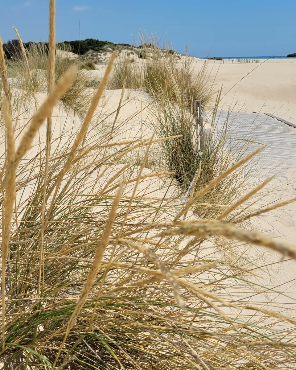 LaraTurban's tweet photo. Palette di azzurro e oro
#sardolicesimo al naturale https://t.co/l9B6vvVXlU