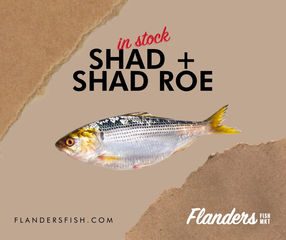 FlandersFish's tweet image. Don't be sad - we've got #shad! #flandersfish #fresh #freshfish #cteats #ctfishmarket #bestseafoodct