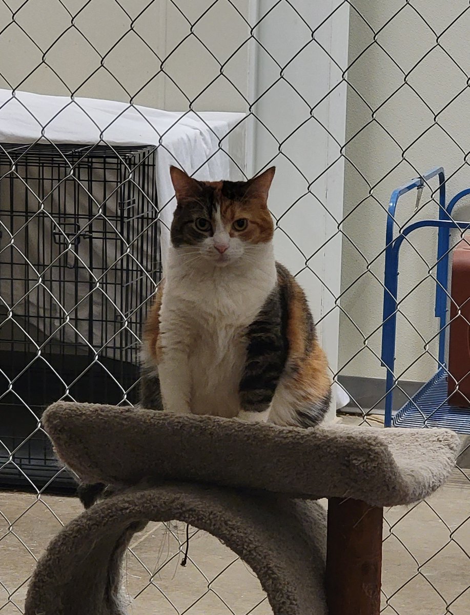 Humane Society of Summit County tweet media