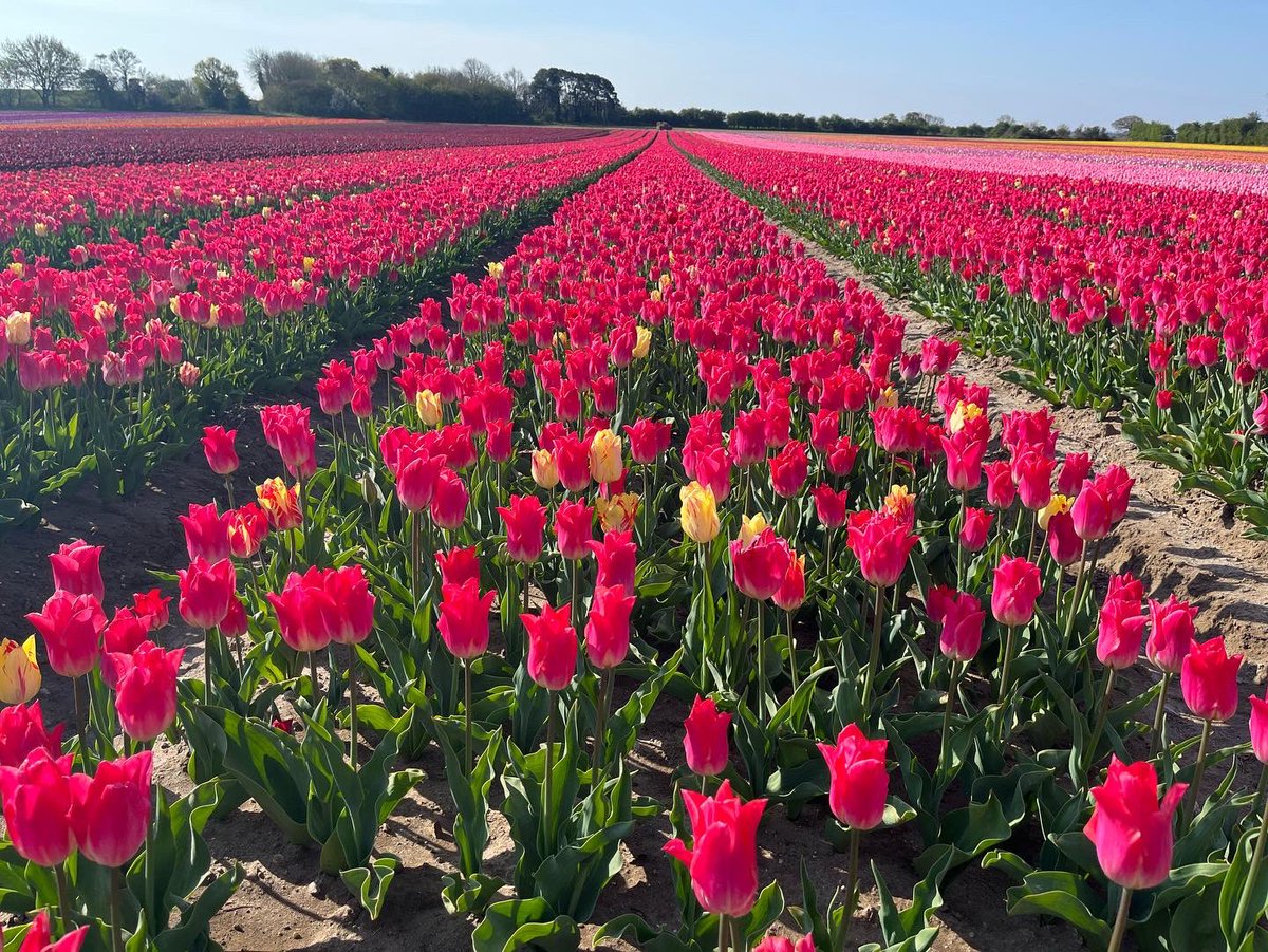 Norfolk_Hospice's tweet photo. And that’s a wrap - the tulip fields are now closed! 🌷
We’ve had a fantastic ten opening days at #TulipsForTapping. We will announce a grand total raised soon - will it beat last year’s total of £21,500?!
With thanks to our volunteers, our sponsors and the Norfolk Tulips team. https://t.co/kYcZm7VmVt