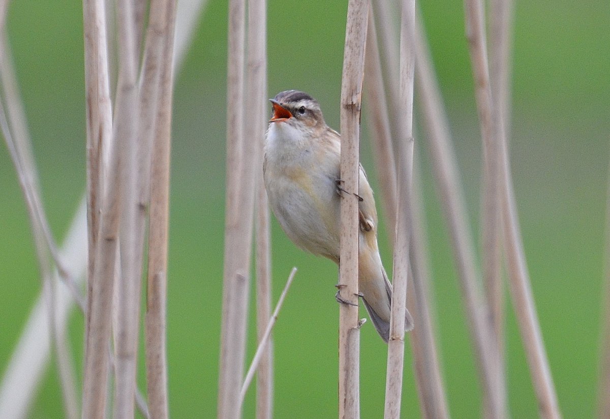 Dom Gwilliam-Bell tweet media