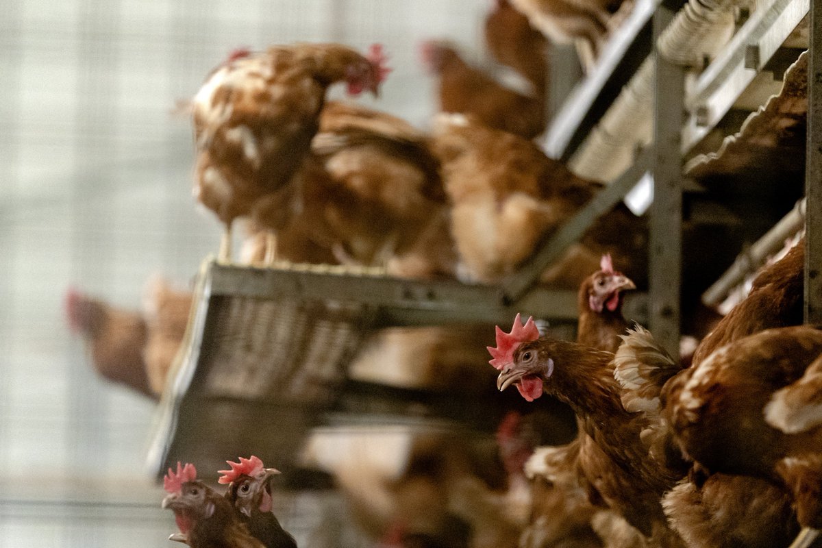 Straks om 21:30 uur in #Nieuwsuur <a href="/NPO2/">NPO 2</a>: 
▶️Maatregelen tegen vogelgriep doen ook pijn
▶️Verkrachting als oorlogswapen in Oekraïne
▶️Sancties op Russische olie?
▶️De gevaren van spionagesoftware Pegasus