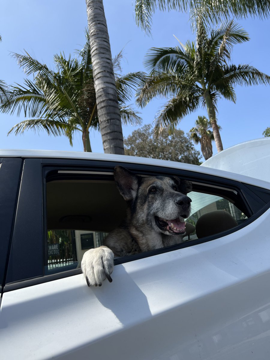 dogfather's tweet photo. Doug and i are headed to the desert for the week. he loved it so much last time and i can’t wait for him to have space to run around. we’ll see you soon! 🥰 https://t.co/xIh5puXQZj
