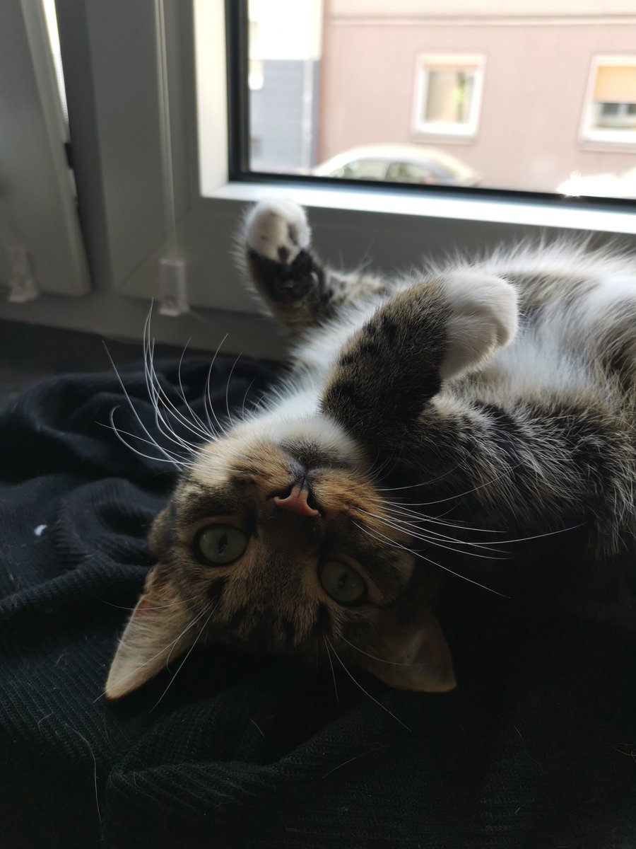 Kikinomini's tweet photo. Habe gehört die Welt braucht mehr Katzen Bilder https://t.co/xBkybORV3I