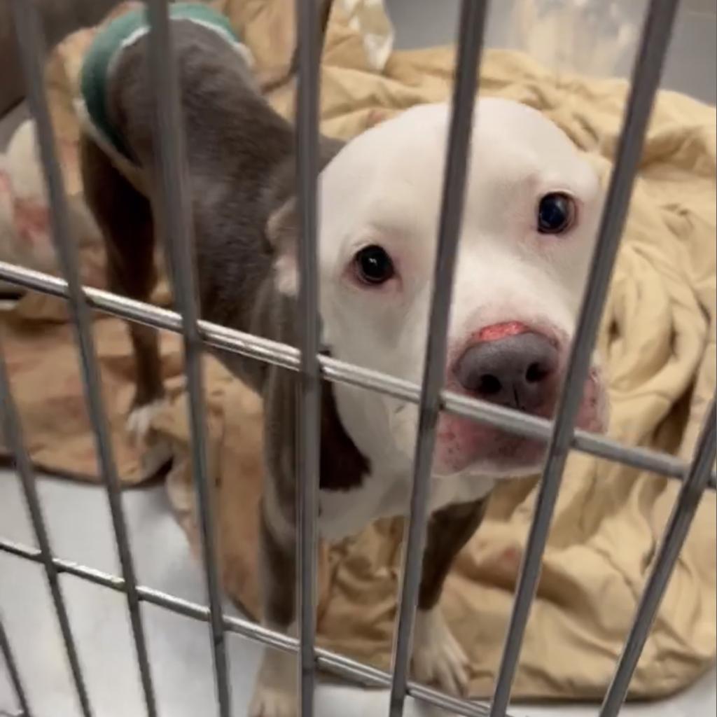 A white and grey pitbull mix looks up with big, adorable eyes at the camera through bars at the rescue shelter. 