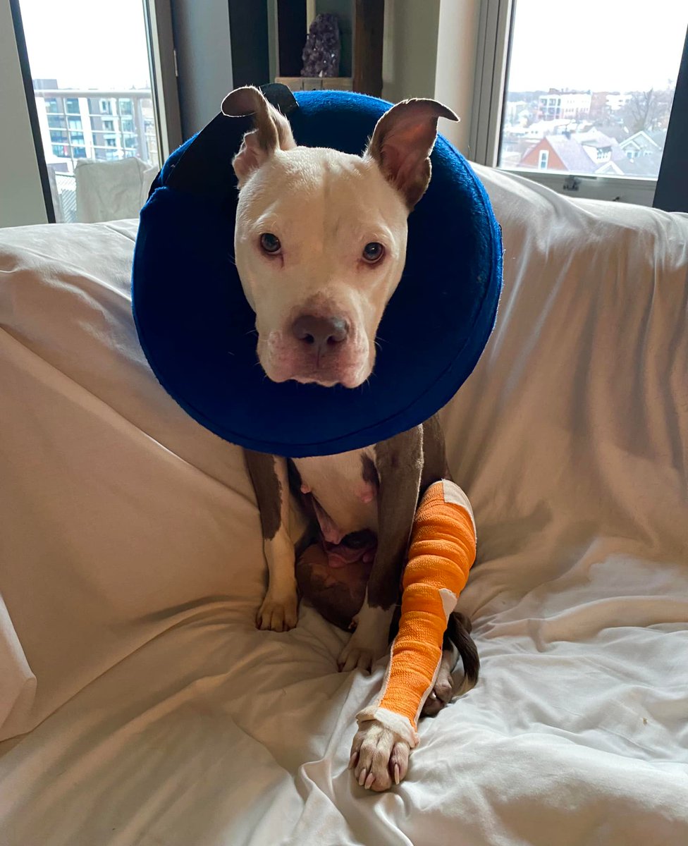 The same grey and white pitbull is sitting comfortably on a couch with an orange cast on her left hind leg and a blue donut around her neck to prevent her from bothering her leg while it heals. 