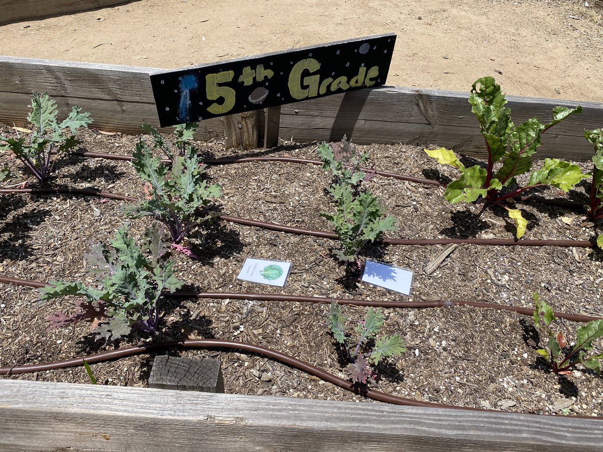 Love our <a href="/OlivewoodGarden/">Olivewood Gardens & Learning Center</a> lessons! #nsdnow <a href="/ih_hawks/">Ira Harbison</a>