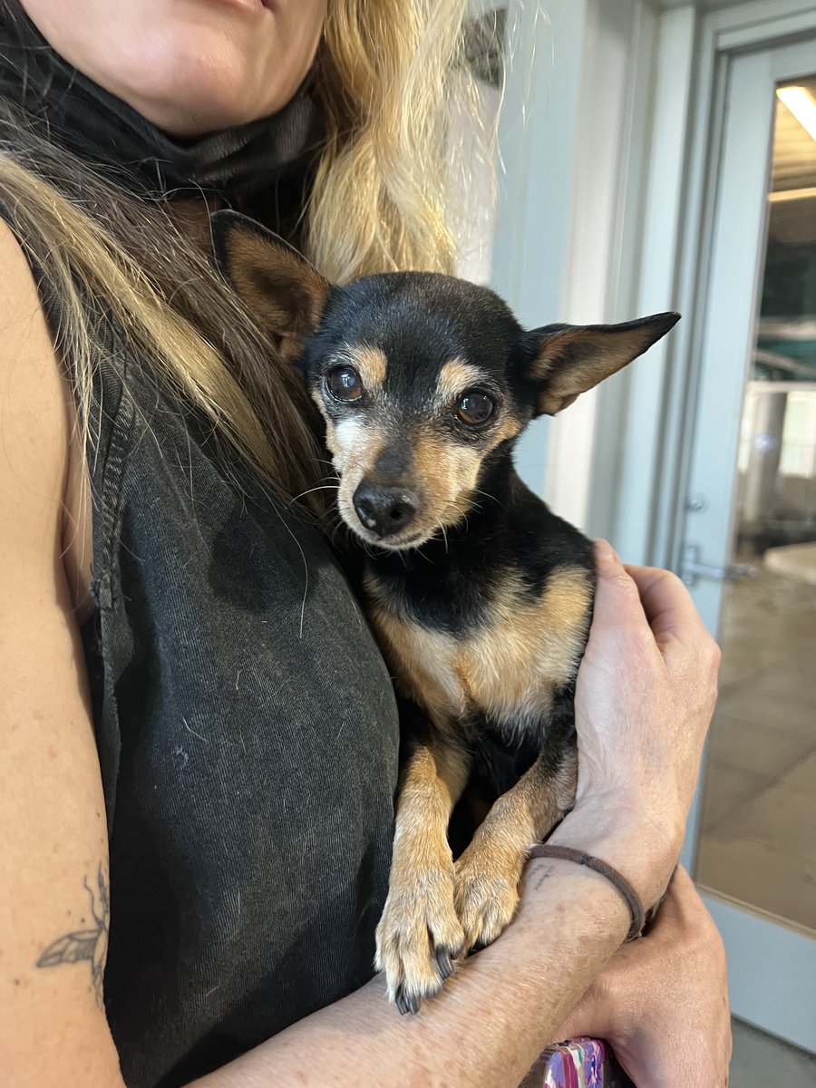 A small, elderly black and tan chihuahua is being held by a blonde-haired white woman in a black shirt. 