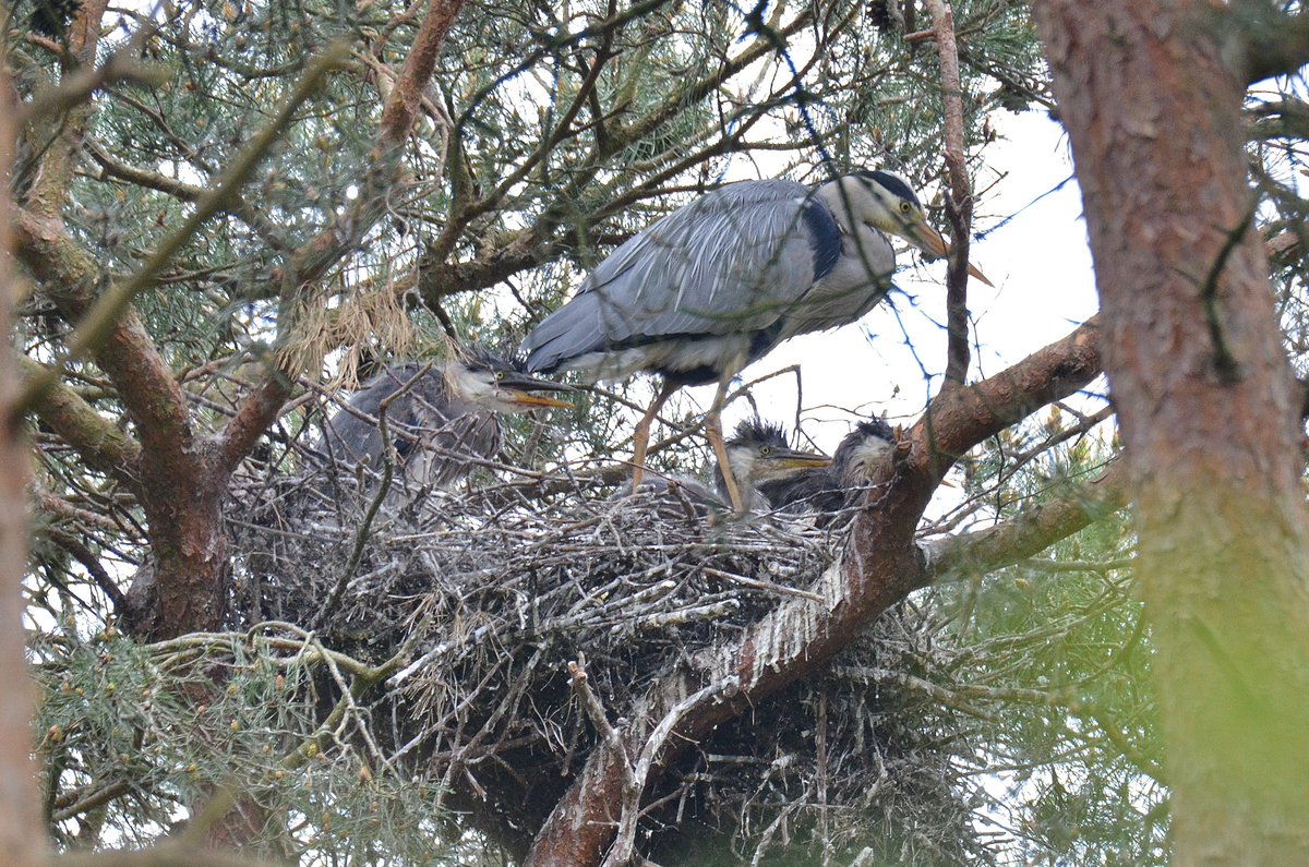 #Heronry @BawburghLakes near @villagebawburgh #Norfolk #three #juvenile and one of them about to be a #brancher shortly @_BTO @Natures_Voice @RSPBEngland @NorfolkWT @BBCSpringwatch
