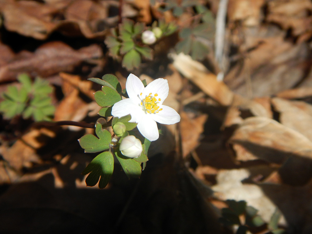 Animikodaadin ziigwang
As we greet a new cycle in spring

ziigwebinigaadenoon dibaajimowinan
the Earth spills stories

miinawaa animikwabiyaang
and we face backward

mii dash onjishkawabiyaang.
the forward toward change.

By Margaret Noodin