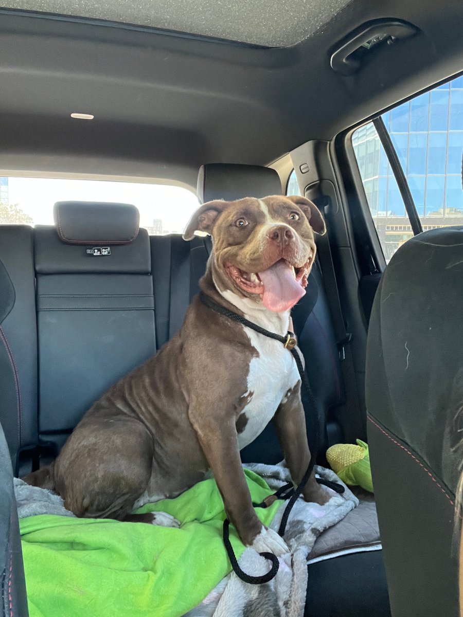 A brown and white pitbull is in the back seat of a car, sitting on a green blanket. She has a big smile with her pink tongue hanging out.