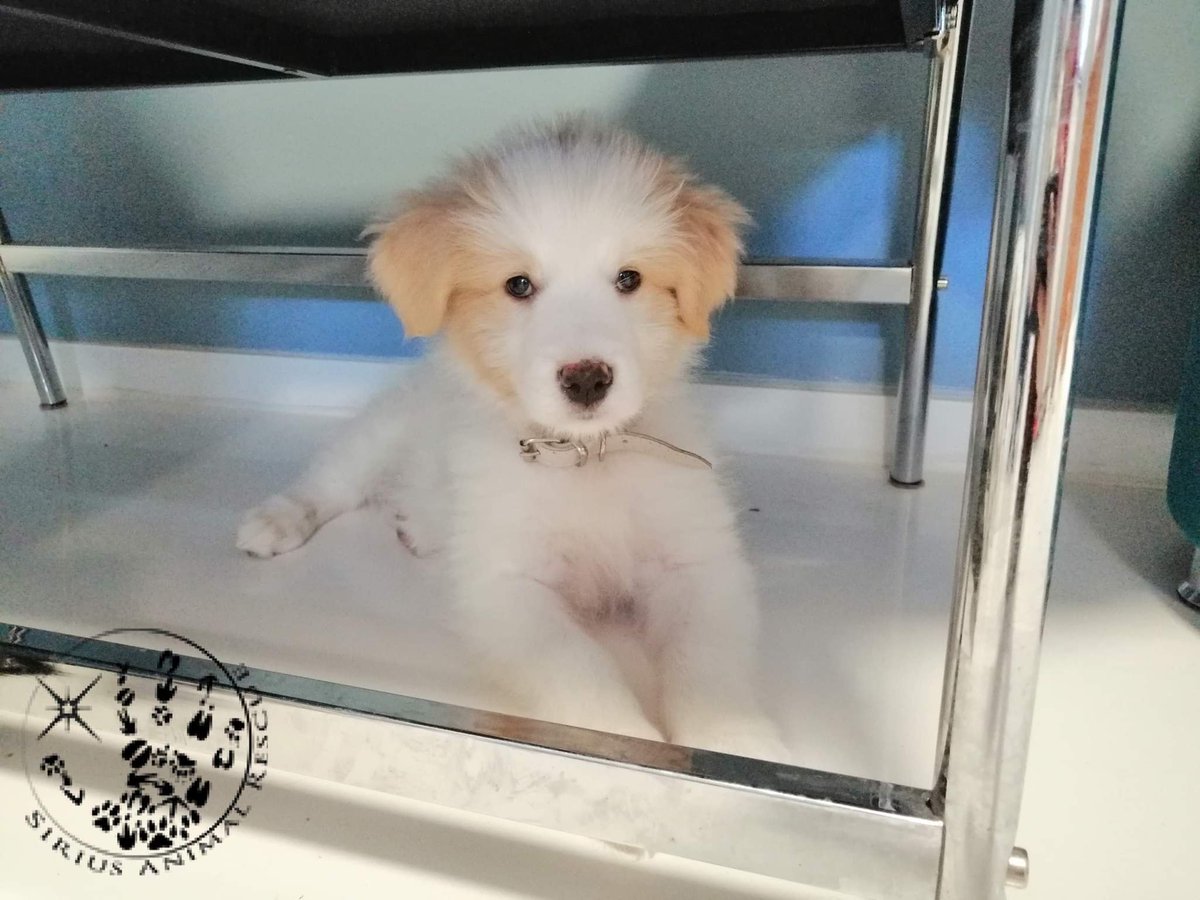 CHESTNUT  is as white as the cue ball on the table tonight.   He's not quite ready for adoption yet but he's sat watching the finals and hoping that soon he will be able to find his forever home #dogs #WorldSnookerChampionship2022 #crucible