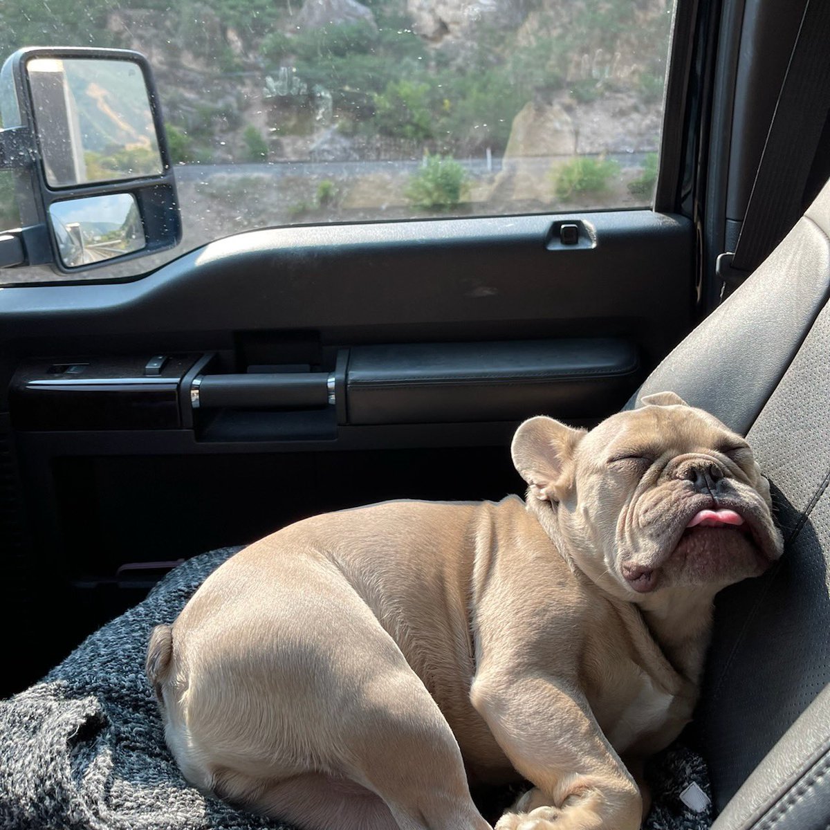 MsMeowgiMeows's tweet photo. @Stonedpipez Traveled over the Rockies yesterday and he spent the entire time like this. https://t.co/cnUvfRxaQv