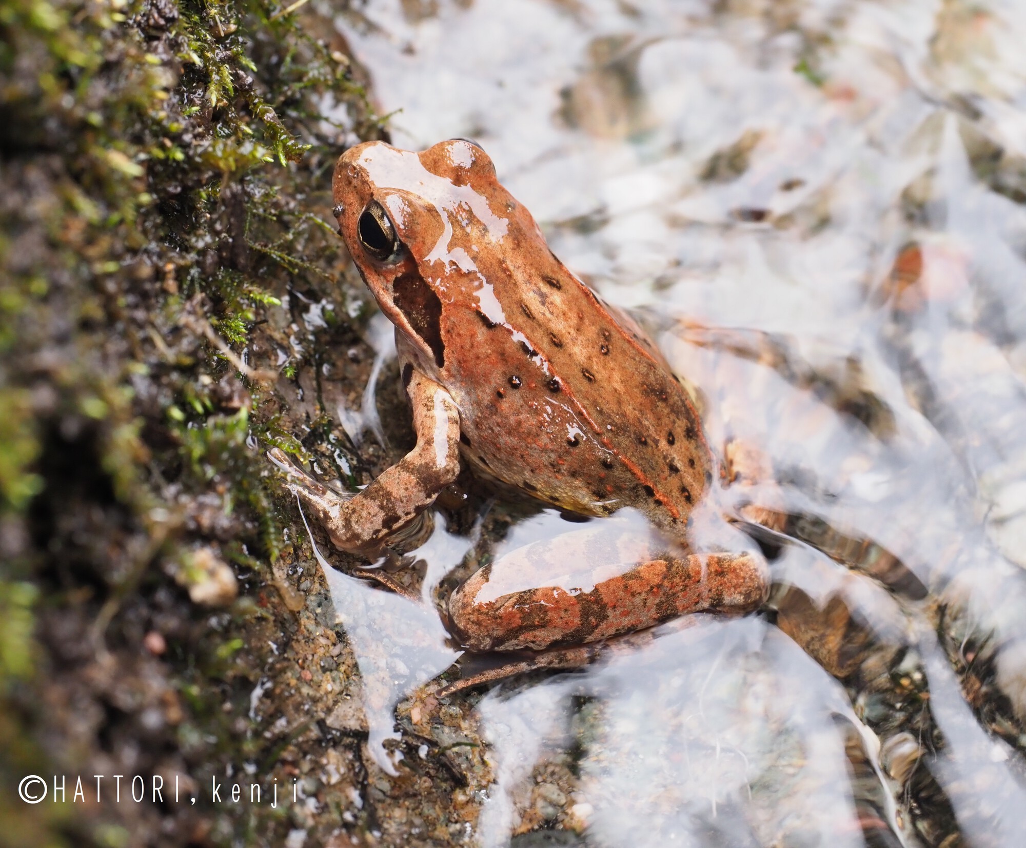 全農広報部 田んぼの生きもの調査 No Twitter 田んぼの生きもの調査 田んぼ の生きもの紹介編 ヤマアカガエル 山赤蛙 真冬 早春にいち早く田んぼやため池に産卵し春を告げるカエルの一つ 山間地のほか林地と接している平地にもいて 昆虫やクモなどを食べ