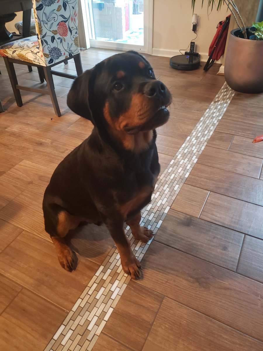 Ahjumma82's tweet photo. @dog_rates @Rebecca_Taylor0 😍 https://t.co/fHa8AsQwLT