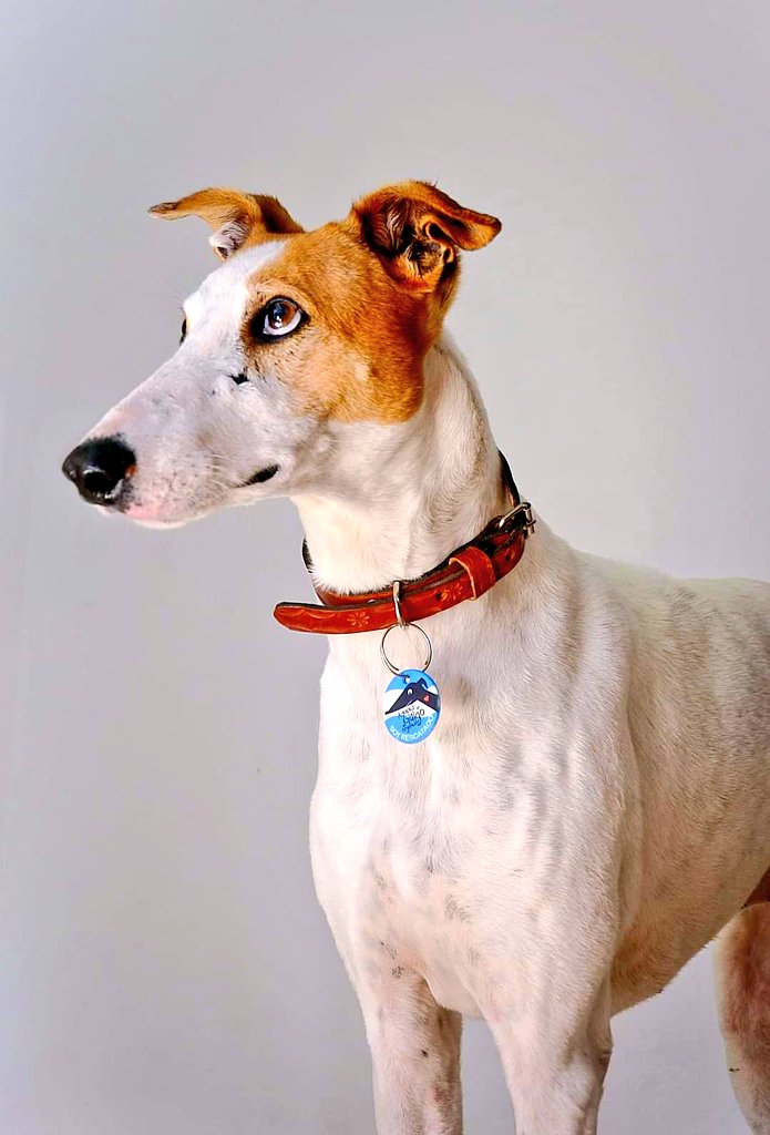 Hola! Paso a presentarme, soy Sandro, tengo 7 años, soy mediano y alto, todavía no emití ladrido en mi casa de tránsito no conocen mí voz. Soy amante del sillón, pero también de los paseos, y de toda la familia felina, canina, humana y vegetal. Busco hogar piola como yo.
Open DM!
