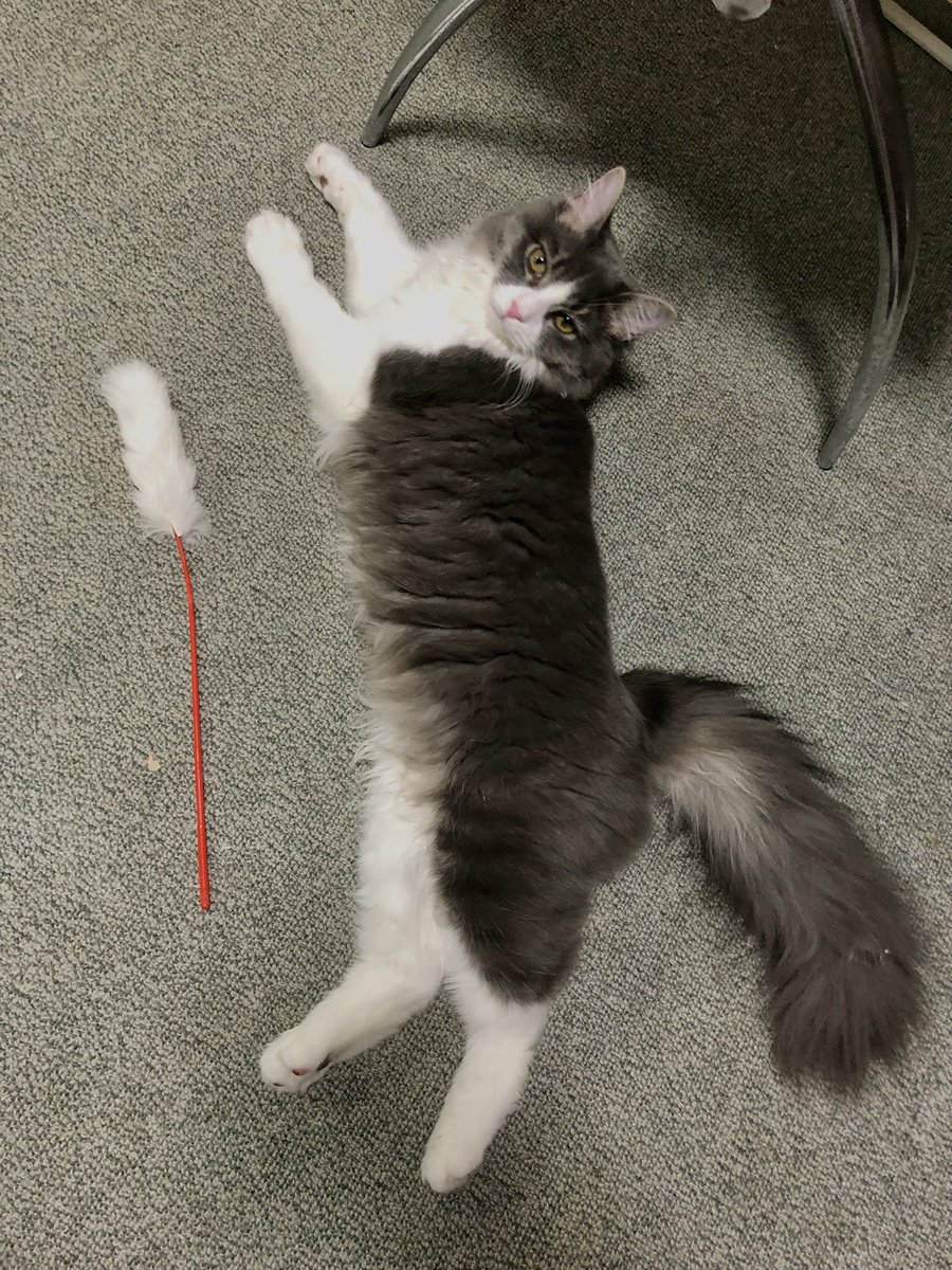 #今日のりおんくん
 5月2日で9ヶ月でした🎉
お迎え当初と比べてこんなに大きくなりました🥰
写真1、2枚目に写ってるブラウンのお家が3枚目と同じなんだけど、大きさ全然違うと思う。11月お迎えで1.3kg、4月末で4.2kgになりました!
もっとでかくなってええんやで☺️☺️☺️ 