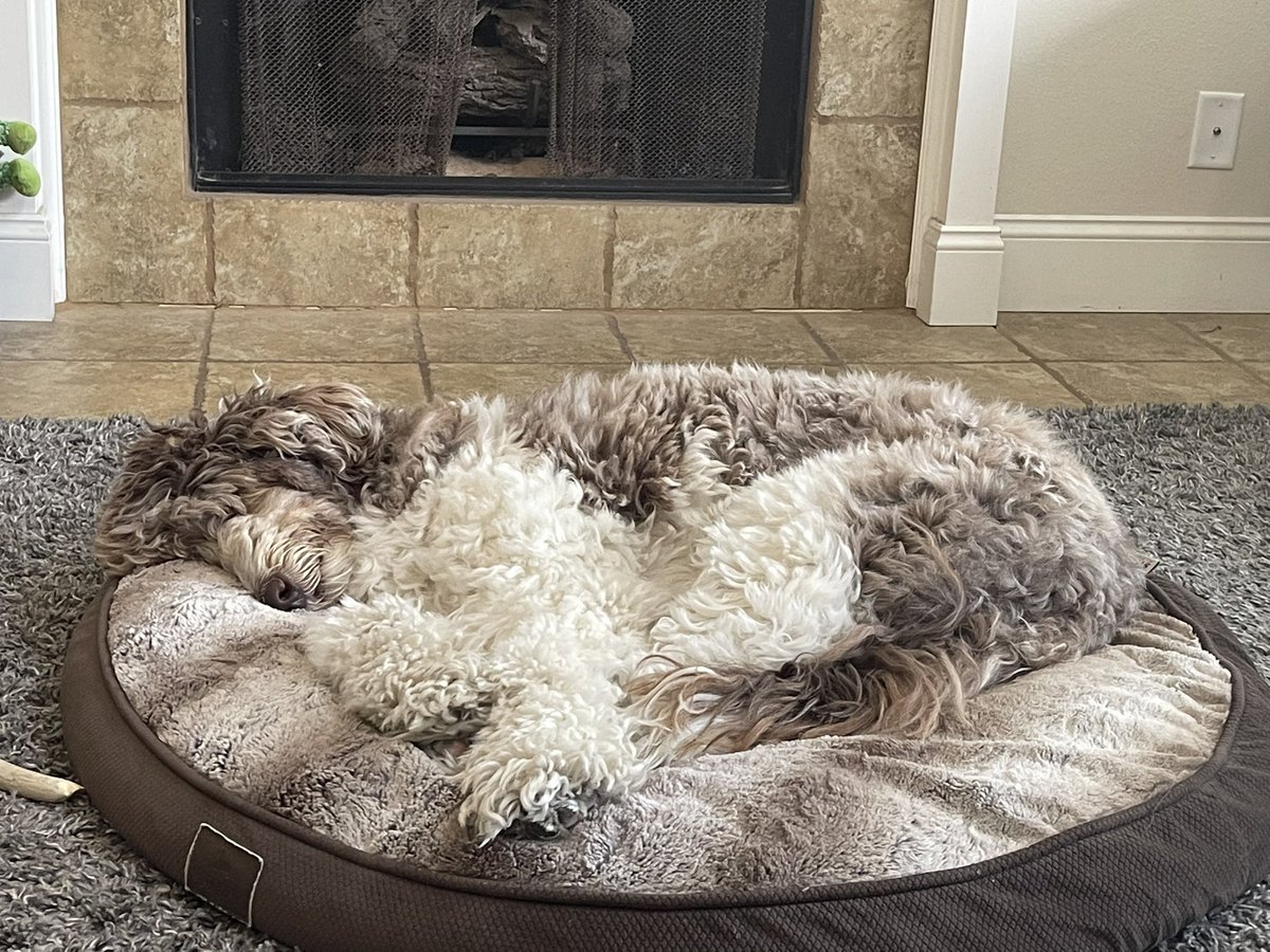 Fluffy nap #dogs #pets #dogsofinstagram #DogsofTwittter