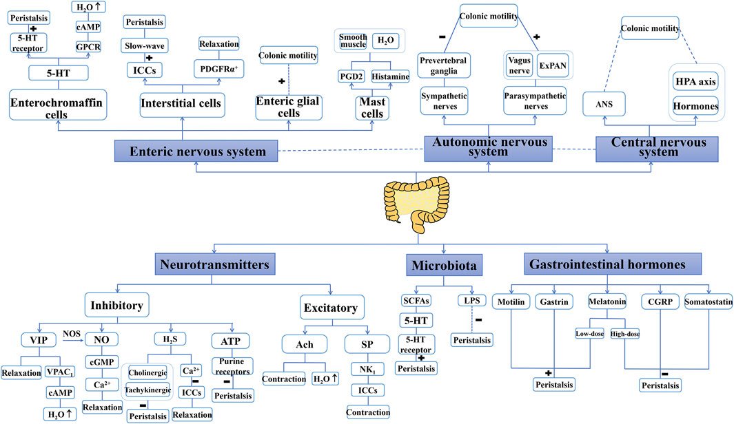 KewinSiah's tweet photo. Nice figure on factors that modulate peristalsis.

https://t.co/mSZm4B6t2K

#GITwitter #MedTwitter  #DGBIs #FGIDs #constipation #IBS https://t.co/tfHxIFymmP