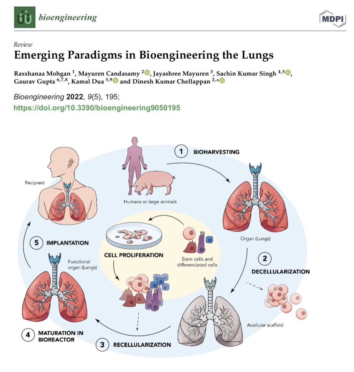 Emerging Paradigms in Bioengineering the Lungs mdpi.com/1614506 #mdpibioengineering via @MDPIOpenAccess @Dinesh_Kumar78  @Kam_Dua #Dua_Lab @SachinK00306908 @gauravpharma25 @IMUMalaysia @UTSARCCIM @UTS_GSH @UTS_Health #INPST @_atanas_ @ScienceCommuni2 #DHPSP