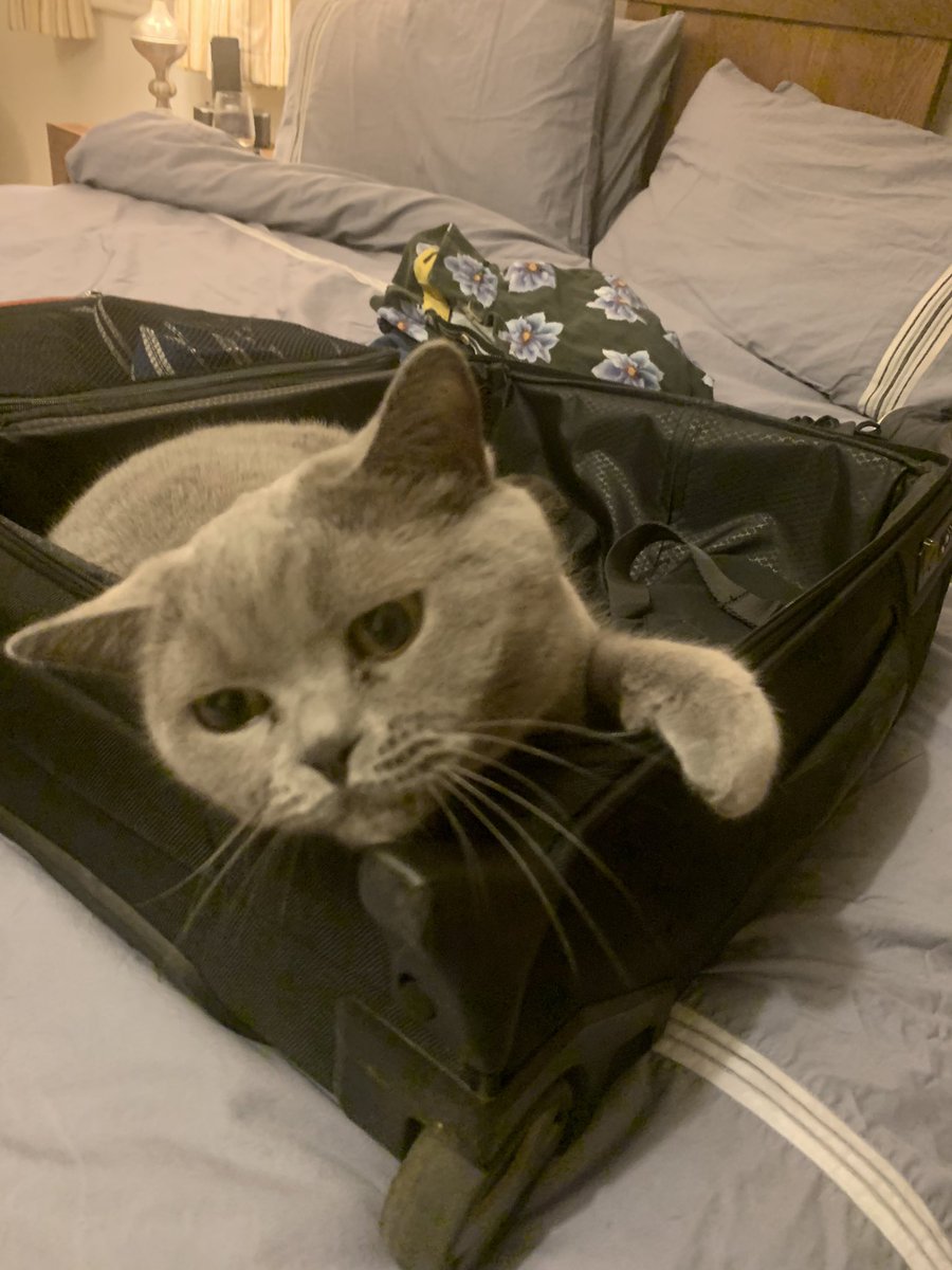 #hellomynameis Steve (he/him) 💙 tweet media