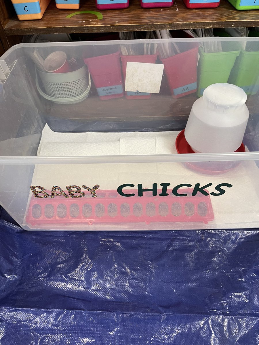 Lots of amazing inquiry about chicks and the life cycle of chickens has been happing this month in kinder! 🐣 We are incorporating lots of math and literacy as we read, count eggs and discover more! The kids are sooo excited!!! #crosscurricular #inquiry <a href="/BracebridgePS/">Bracebridge PS</a>