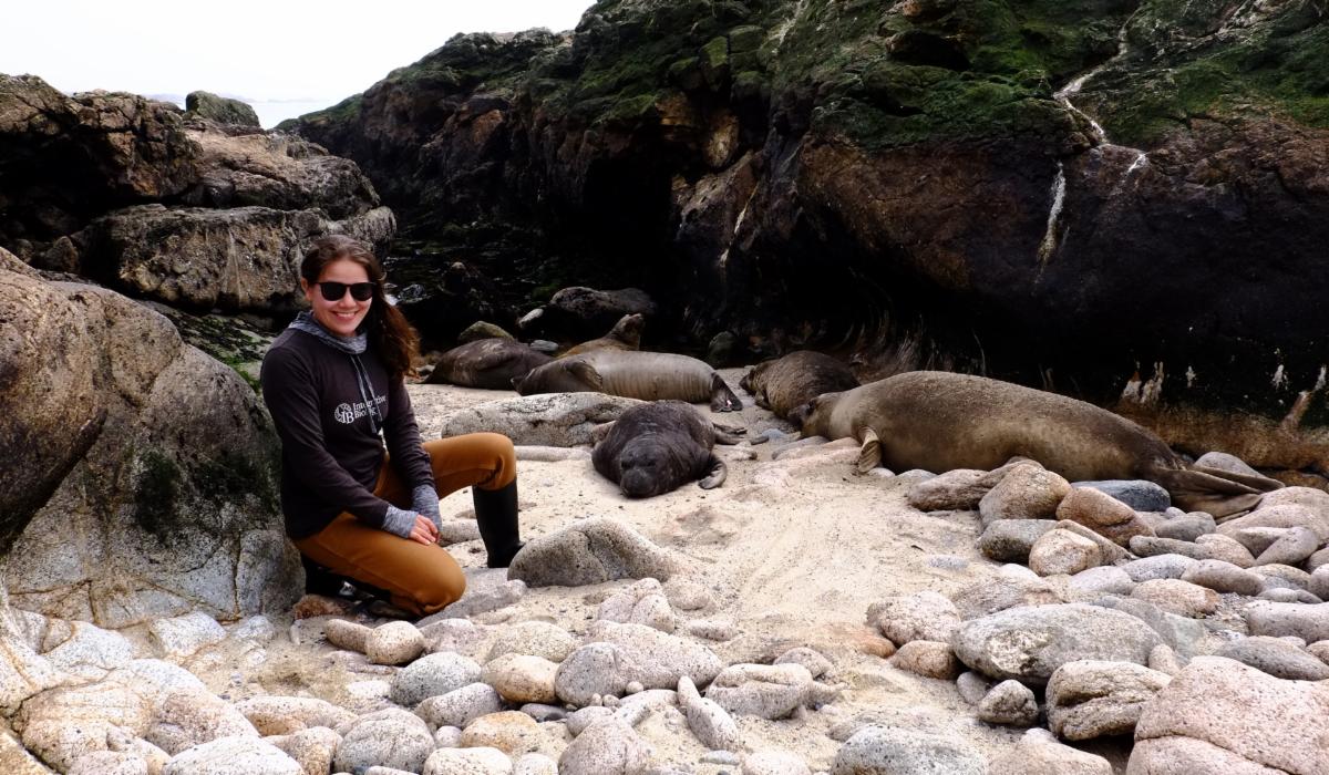 At "Ask the Scientist" on Wed., 5/4 @ 2:30PM PDT, ask @EmilyKathrynLam about elephant seals! eoscenter.sfsu.edu for more info. 
*Biologists have been trained to safely do their research around the seals and reduce the possibility of disturbing the seals. NMFS Permit Number