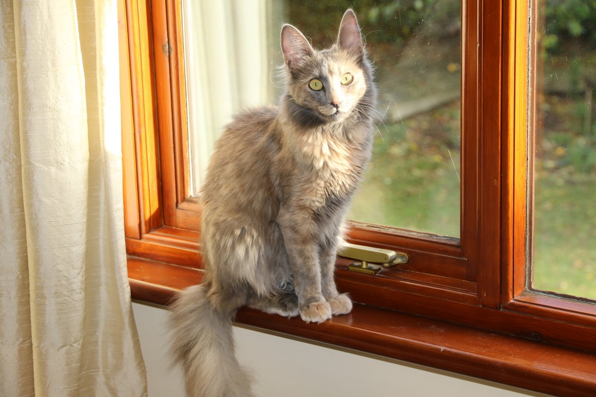 vartanakos's tweet photo. @RCPath By coincidence, her name happens to be Jubilee! She is a 14 mth old Turkish Angora, an ancient natural breed. She's playful, athletic, intelligent and friendly. She runs to the door every time someone knocks, much like a dog! #RCPathPets https://t.co/Juwgq3cHVU