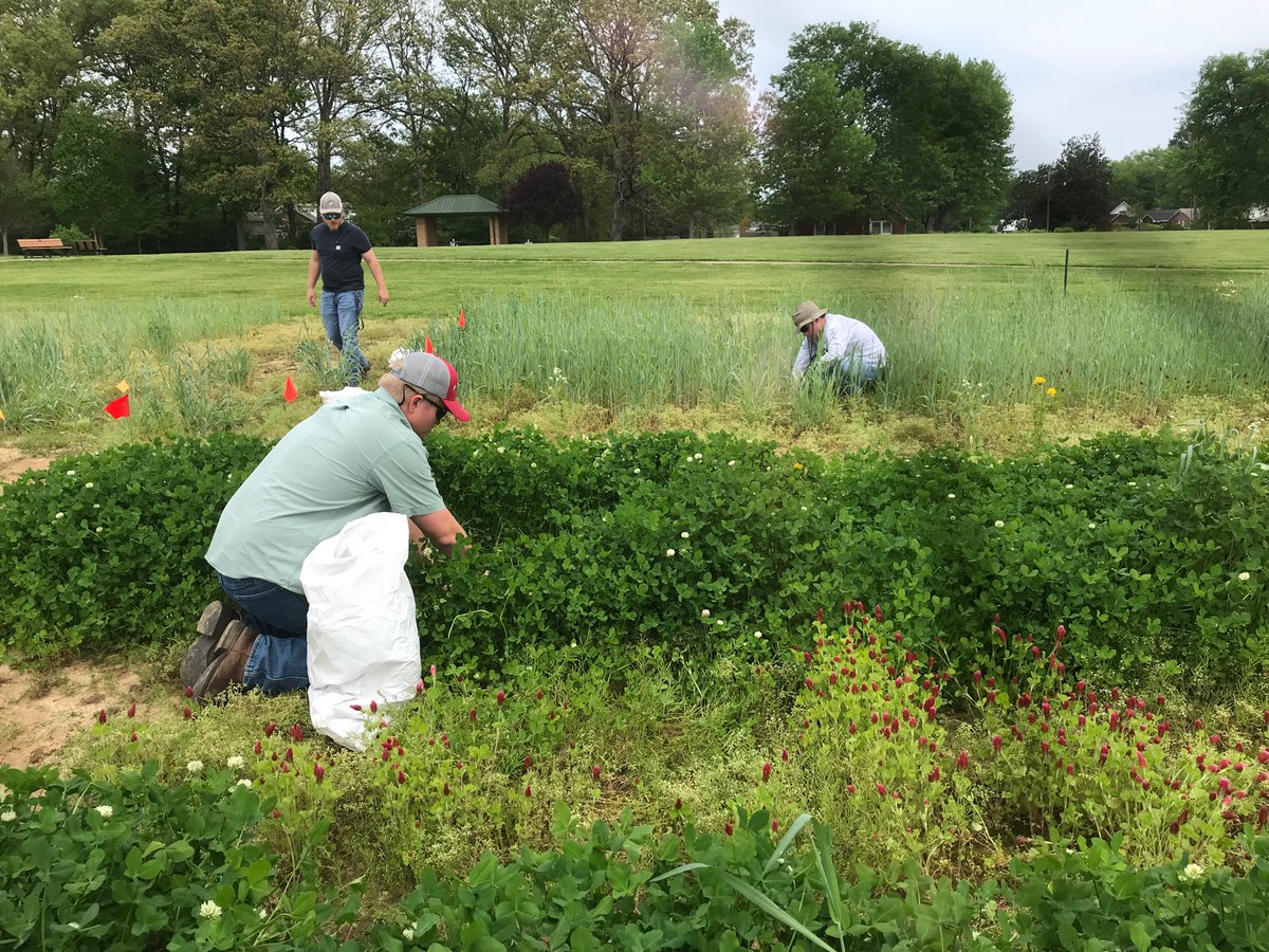 CropTalkMegan's tweet photo. Yee haw #raceraggies harvesting some biomass samples from a study at the Pullen Farm today! Looking at crimson clover, cereal rye, balansa clover, and mixes for weed control, soil impacts, and yield impacts! Termination and #plant22 when the water turns off! @msuagriculture https://t.co/6VY50KGT80
