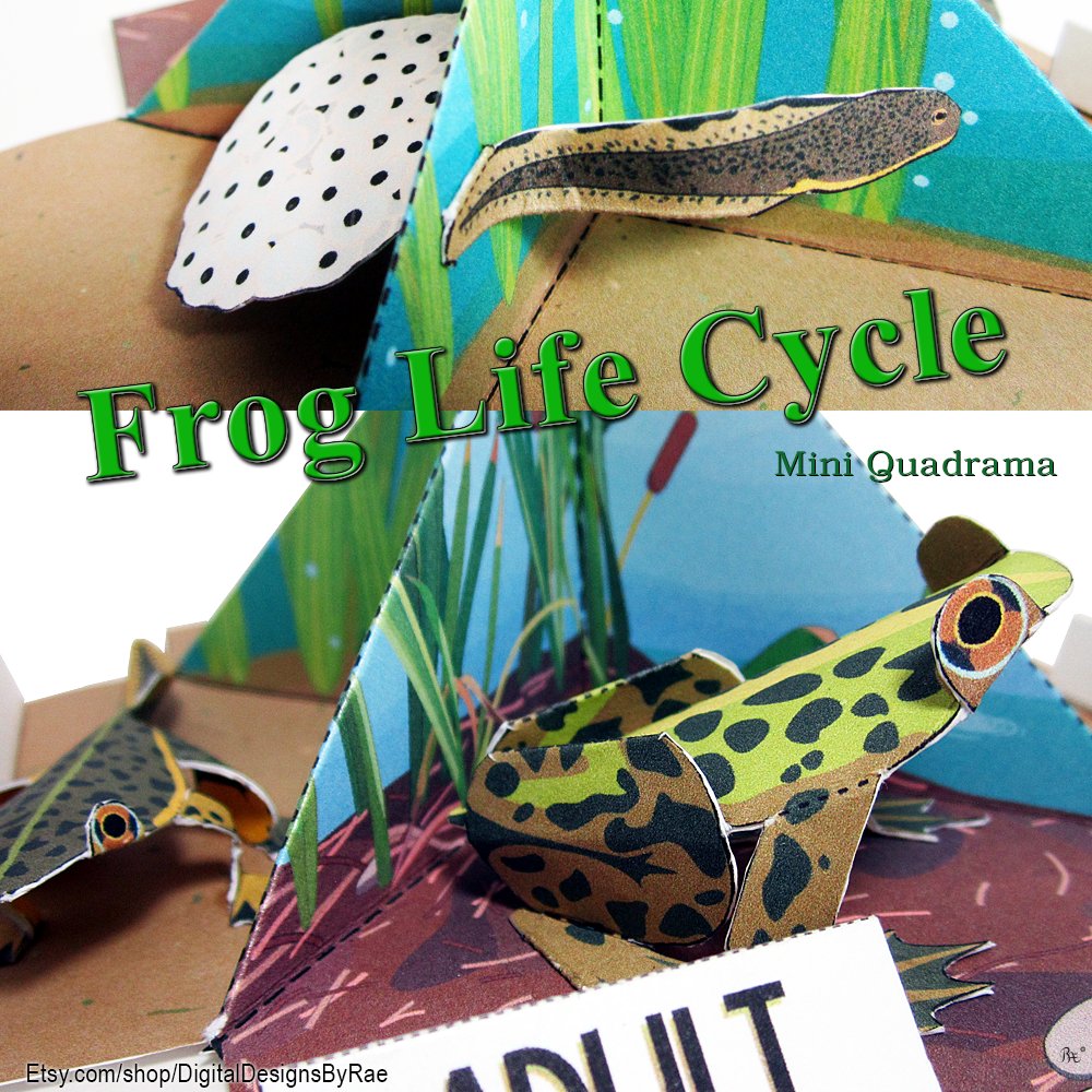 Rae_didit's tweet photo. Frog Life Cycle! Instant download! https://t.co/3rWF5UxLAa #frog #amphibian #metamorphosis #quadrama #lifecycle #STEM #STEAM #learningtoy #educationalprintable #Etsy https://t.co/gs0dxNO6tY