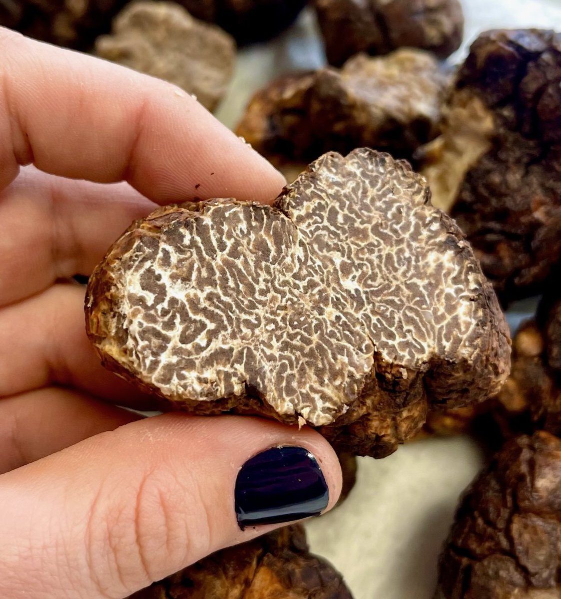 We are now accepting orders for our 2023 harvest of #Bianchetto #truffles! We had another bumper crop in 2022, but please know that demand continues to outpace supply. Order soon to be at the front of the line. We look forward to serving you!