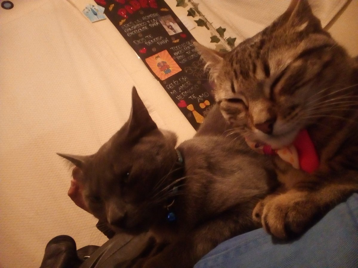 ANDRESRIAPIRA's tweet image. MIS FELINAS