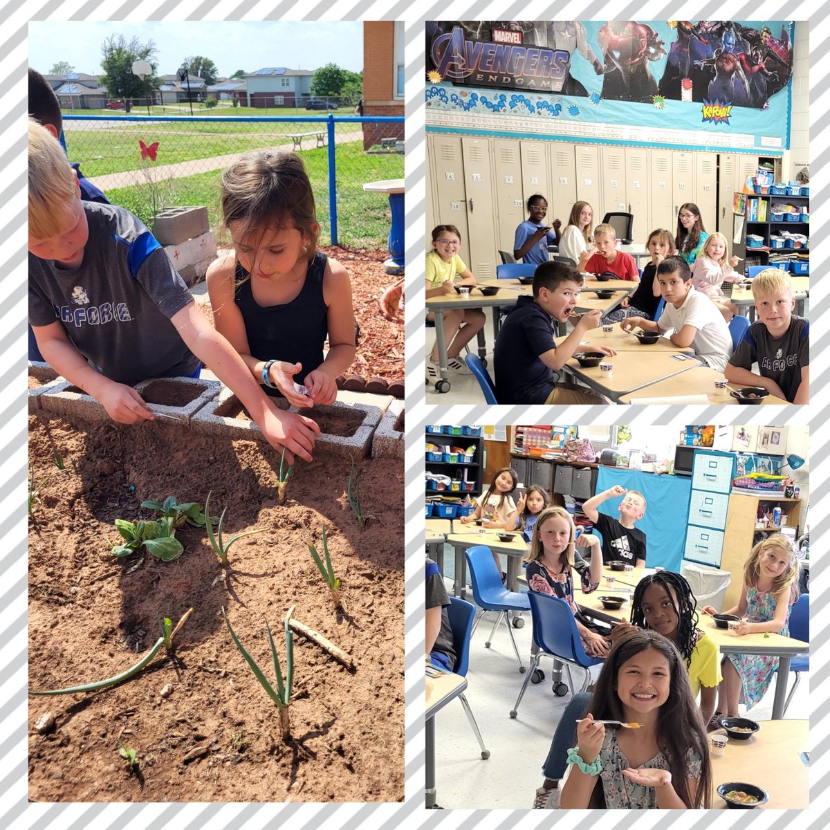 #farmtofork #Sheppardjets Garden Club #iamwfisd 
🥔 🥕 🧅 garlic 🐔 🌶