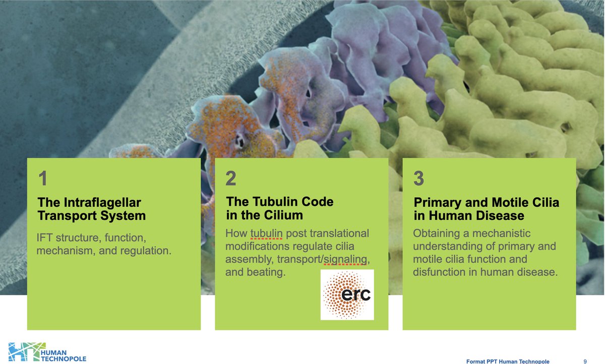 Gaia Pigino (@gaiapigino) on Twitter photo 🚨Looking for a postdoc 🚨
Want to investigate the link between tubulin posttranslational modifications and #ciliopathies? <a href="/ERC_Research/">European Research Council (ERC)</a>
Join us <a href="/humantechnopole/">Human Technopole</a> to discover how the #tubulincode regulates #cilia assembly, transport and mechanics.
👉 careers.humantechnopole.it/o/postdoc-posi… 🚨Looking for a postdoc 🚨
Want to investigate the link between tubulin posttranslational modifications and #ciliopathies? <a href="/ERC_Research/">European Research Council (ERC)</a>
Join us <a href="/humantechnopole/">Human Technopole</a> to discover how the #tubulincode regulates #cilia assembly, transport and mechanics.
👉 careers.humantechnopole.it/o/postdoc-posi…