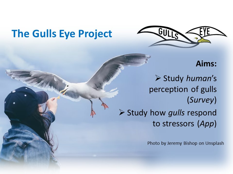 1 #WSTC8 #BehaSesh The Gulls Eye project gla.ac.uk/research/az/gu… aims to better understand human-gull interactions. Why may your chips get snatched by a gull but not others’? Answers can help to find solutions to this #citizenscience @K_Herborn @DrAlexWilson