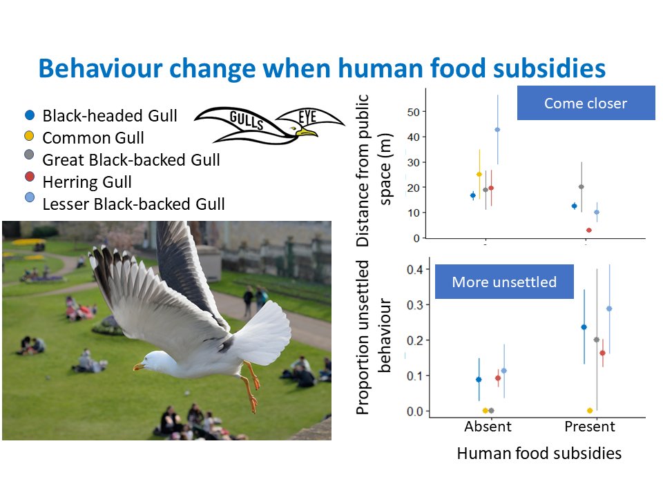 2 #WSTC8 #BehaSesh @GullsEyeProject encourages volunteers to enter observations on an App. We have learnt #gulls behave more unsettled and come closer to humans when food is involved. Volunteers also approached gulls to within 4m and recorded whether they tolerated this